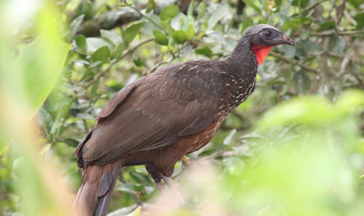 Dusky-legged Guan - ML85028701