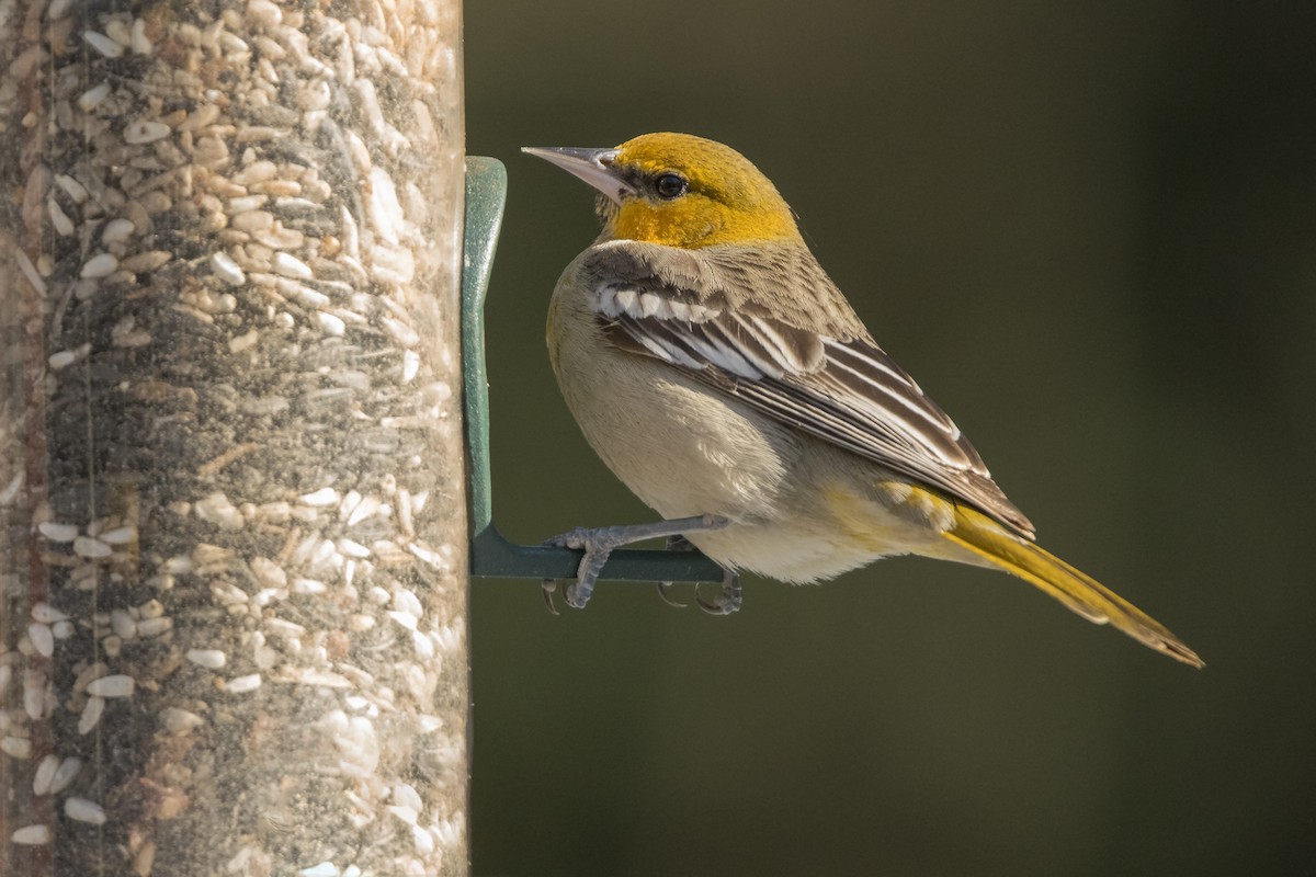 Bullock's Oriole - ML85029261