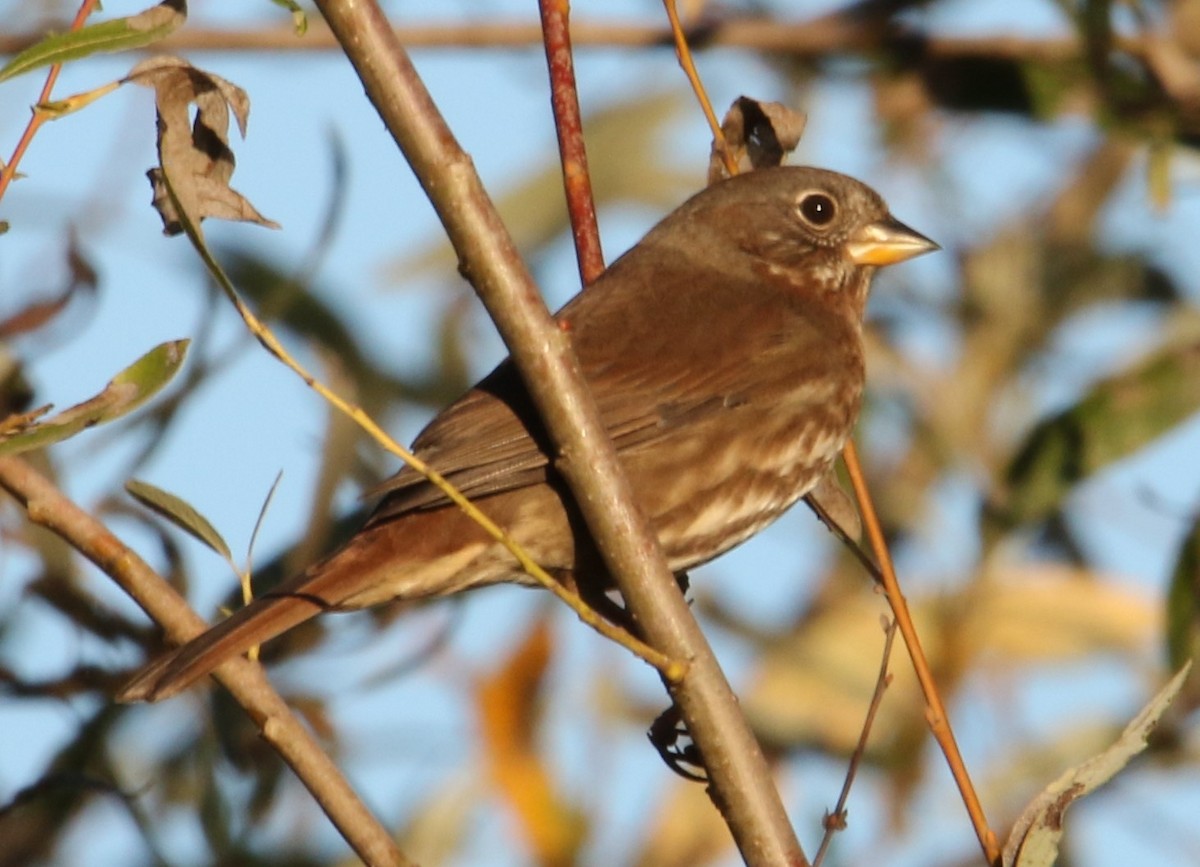 Fox Sparrow (Sooty) - ML85029971