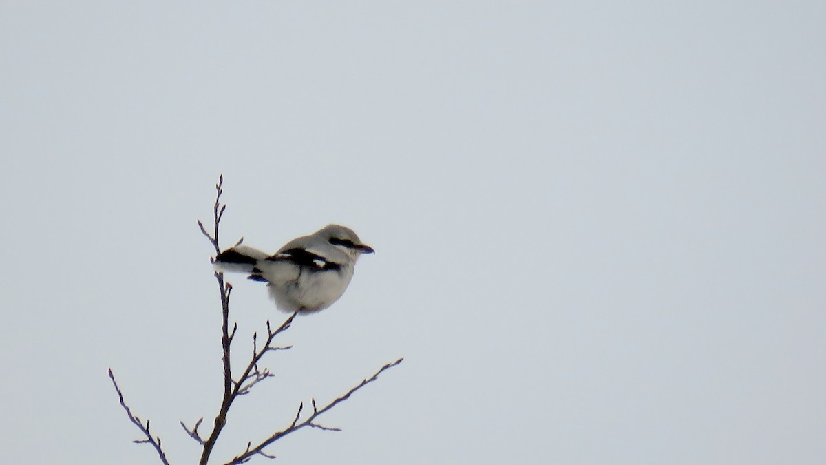 Northern Shrike - Edward McKen