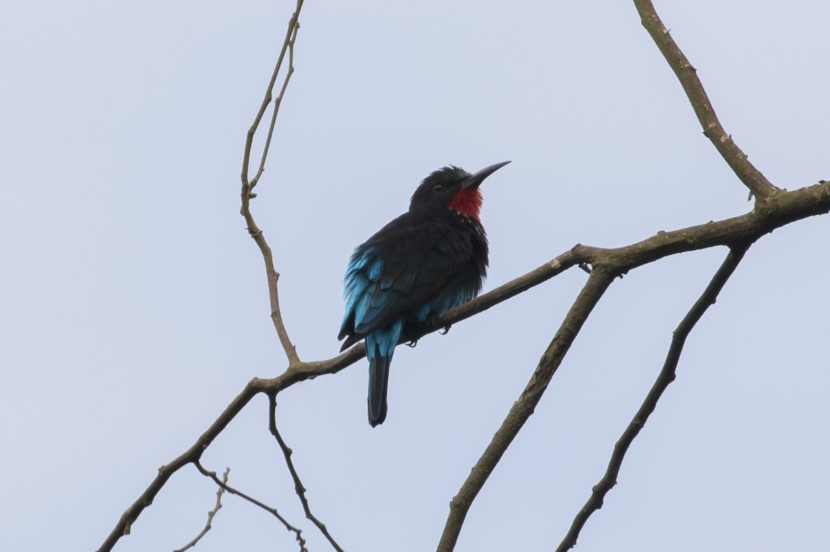 Black Bee-eater - ML85030551