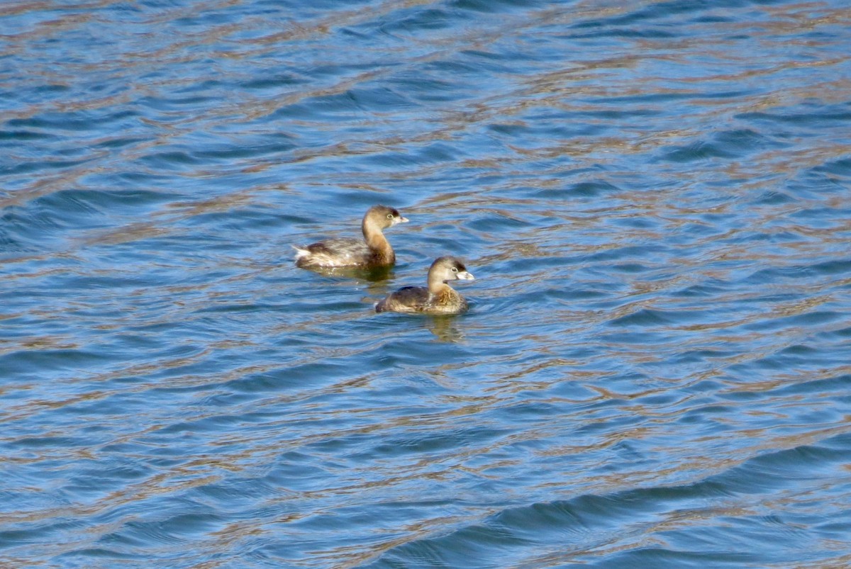 Pied-billed Grebe - Jeanne  Burns