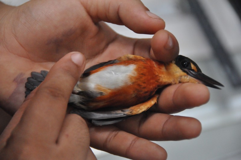 American Pygmy Kingfisher - ML85034191