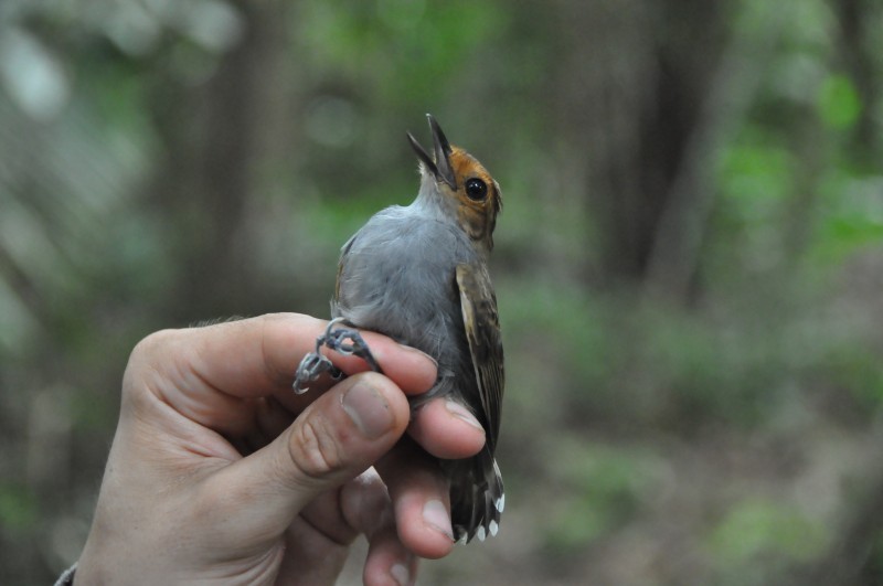 Common Scale-backed Antbird - ML85034271