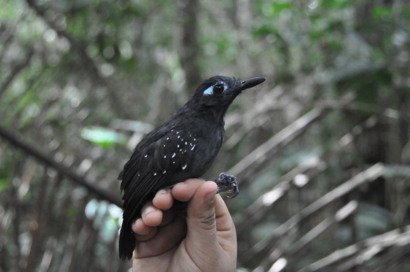 Plumbeous Antbird - ML85034601