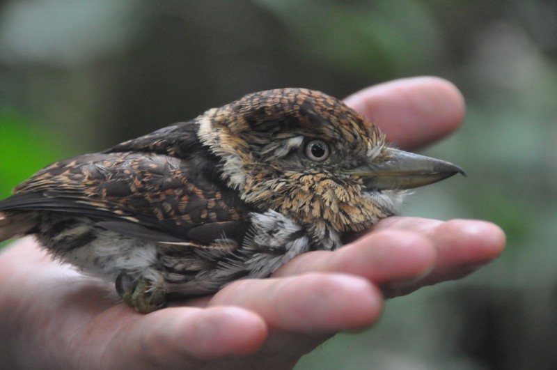 Western Striolated-Puffbird - ML85035571