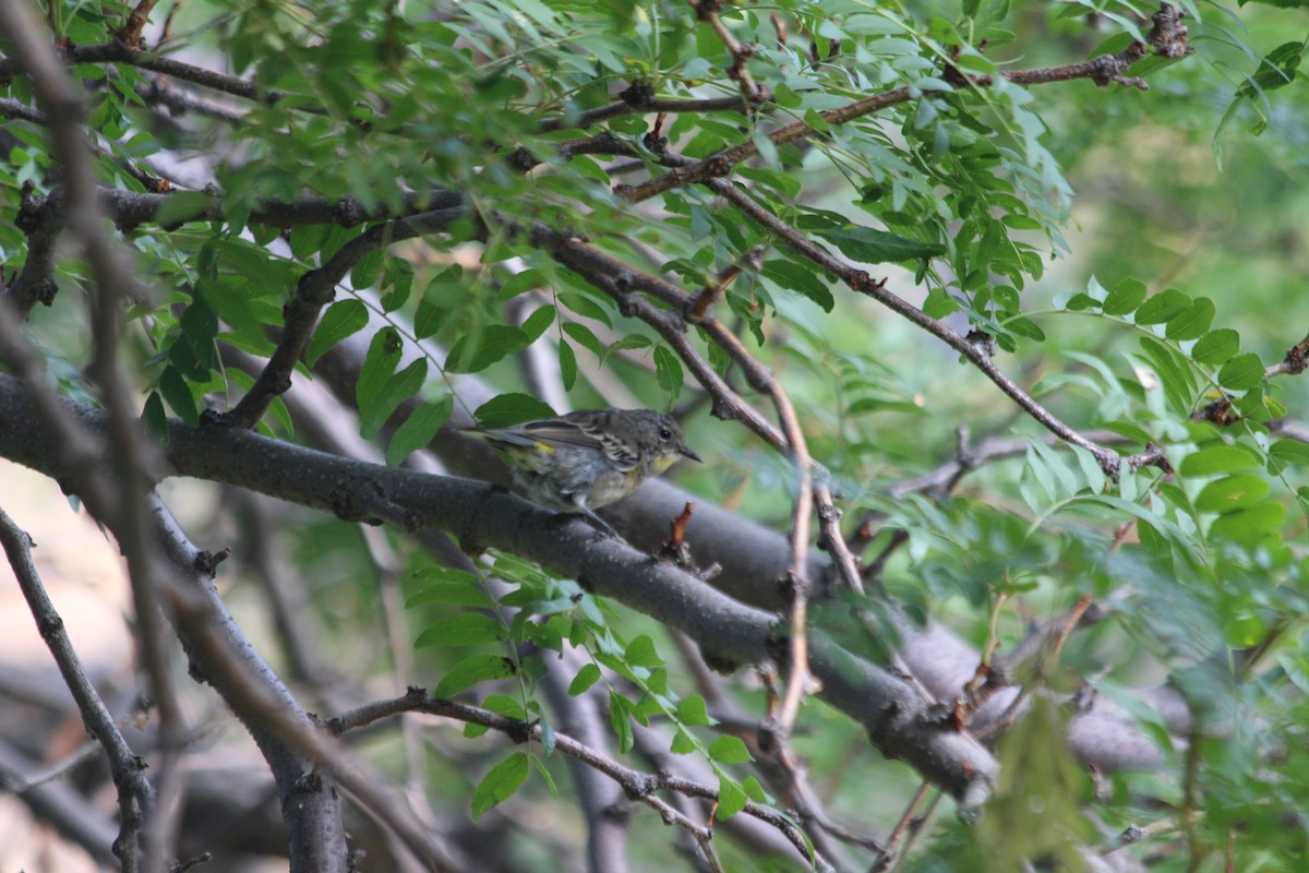 Yellow-rumped Warbler - ML85037261