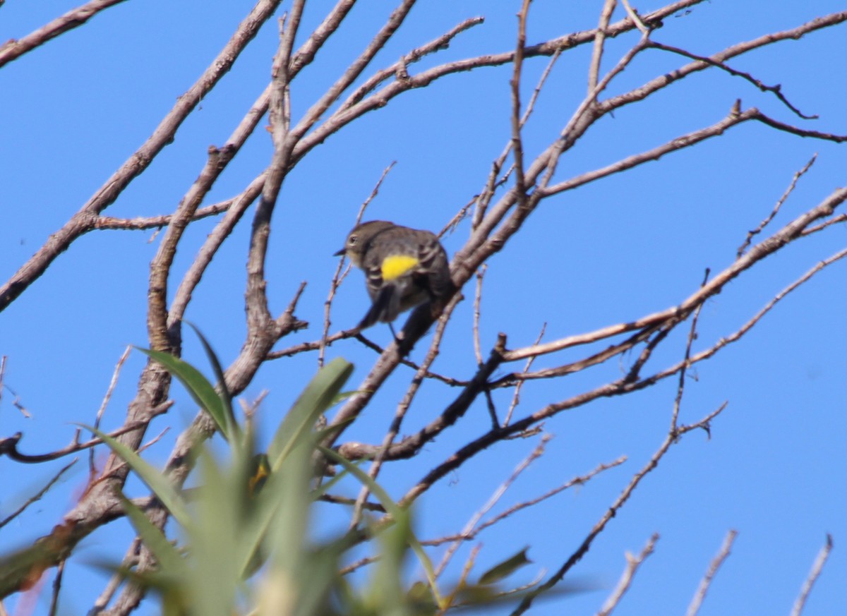 Yellow-rumped Warbler - ML85037341