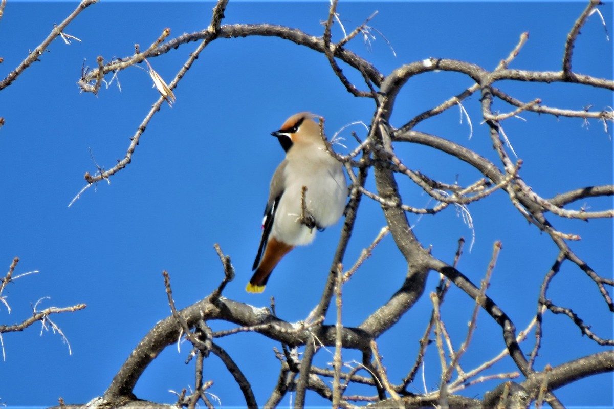 Bohemian Waxwing - ML85037861