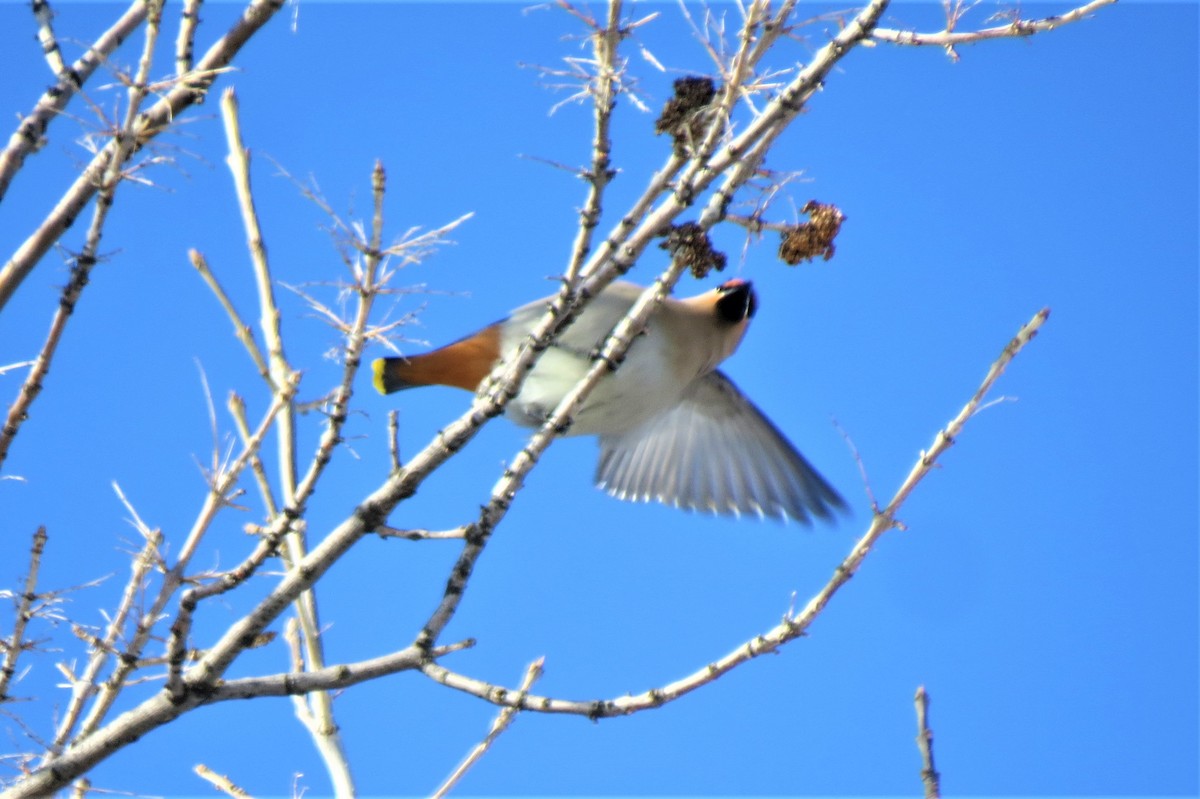 Bohemian Waxwing - ML85037961