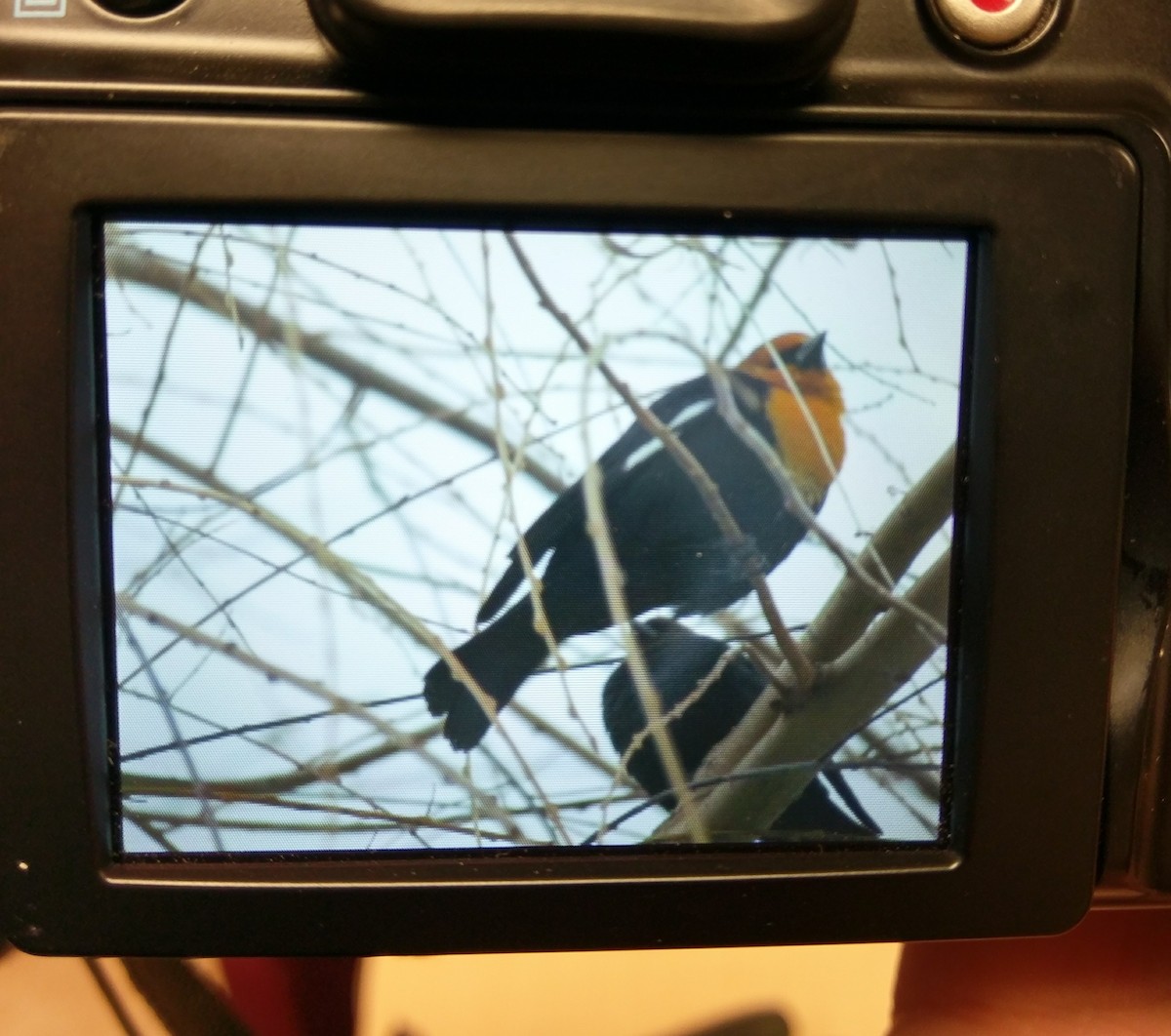 Yellow-headed Blackbird - ML85040421