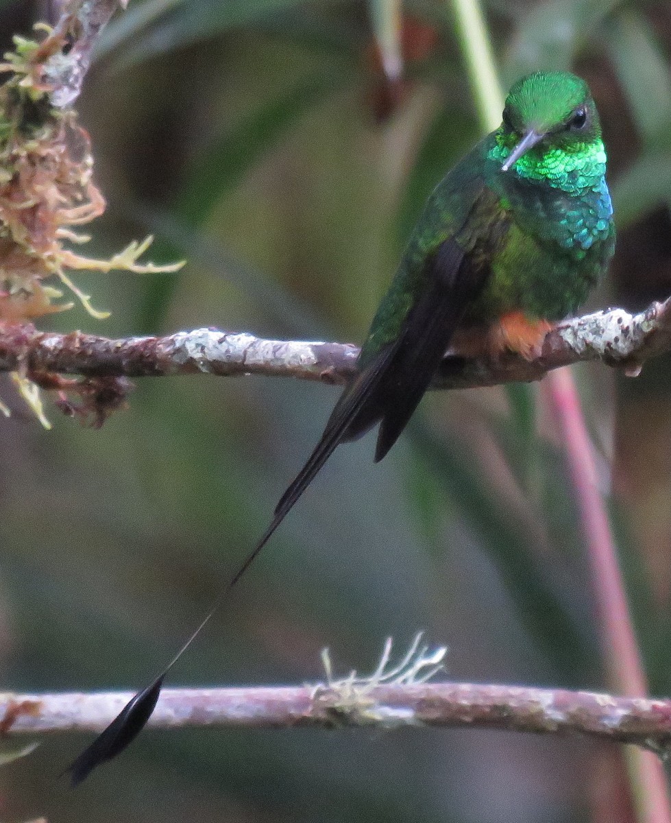 Colibrí de Raquetas Peruano - ML85041161