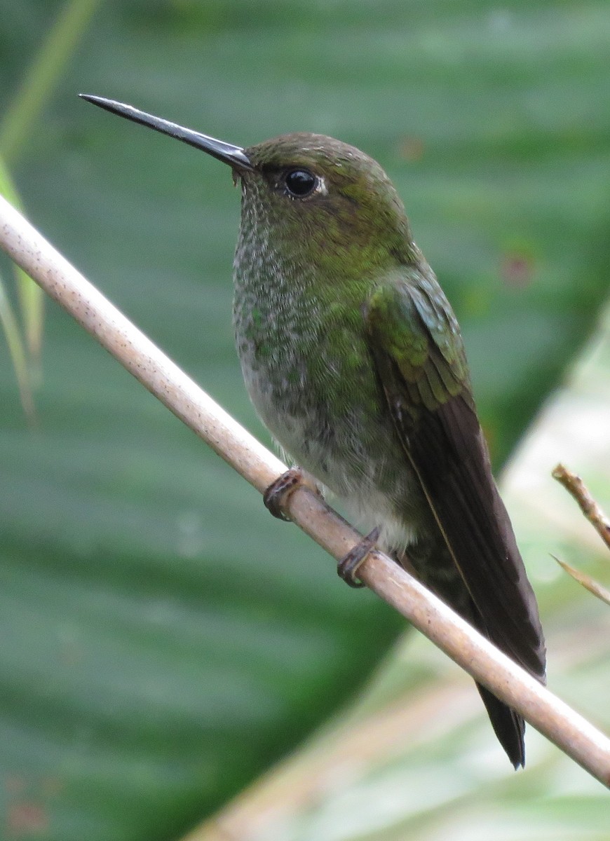 Greenish Puffleg - ML85041201