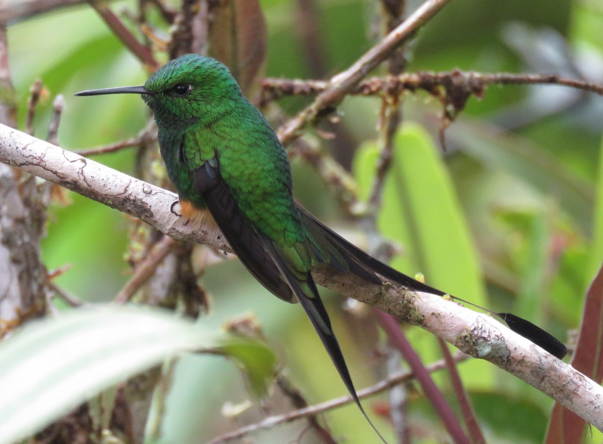 Colibrí de Raquetas Peruano - ML85041231