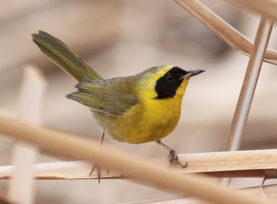 Belding's Yellowthroat - ML85041311