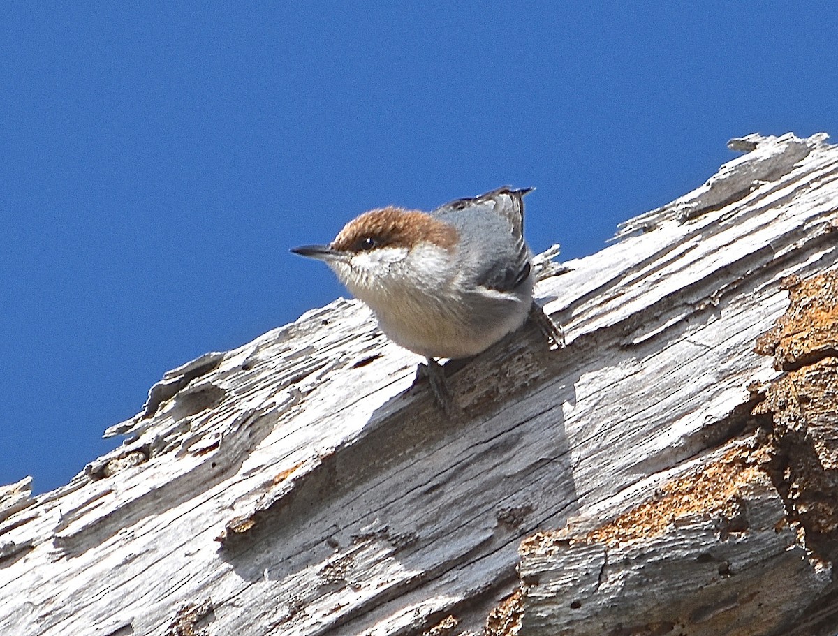 Brown-headed Nuthatch - ML85041581