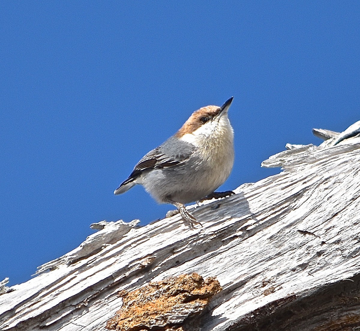 Brown-headed Nuthatch - ML85041591