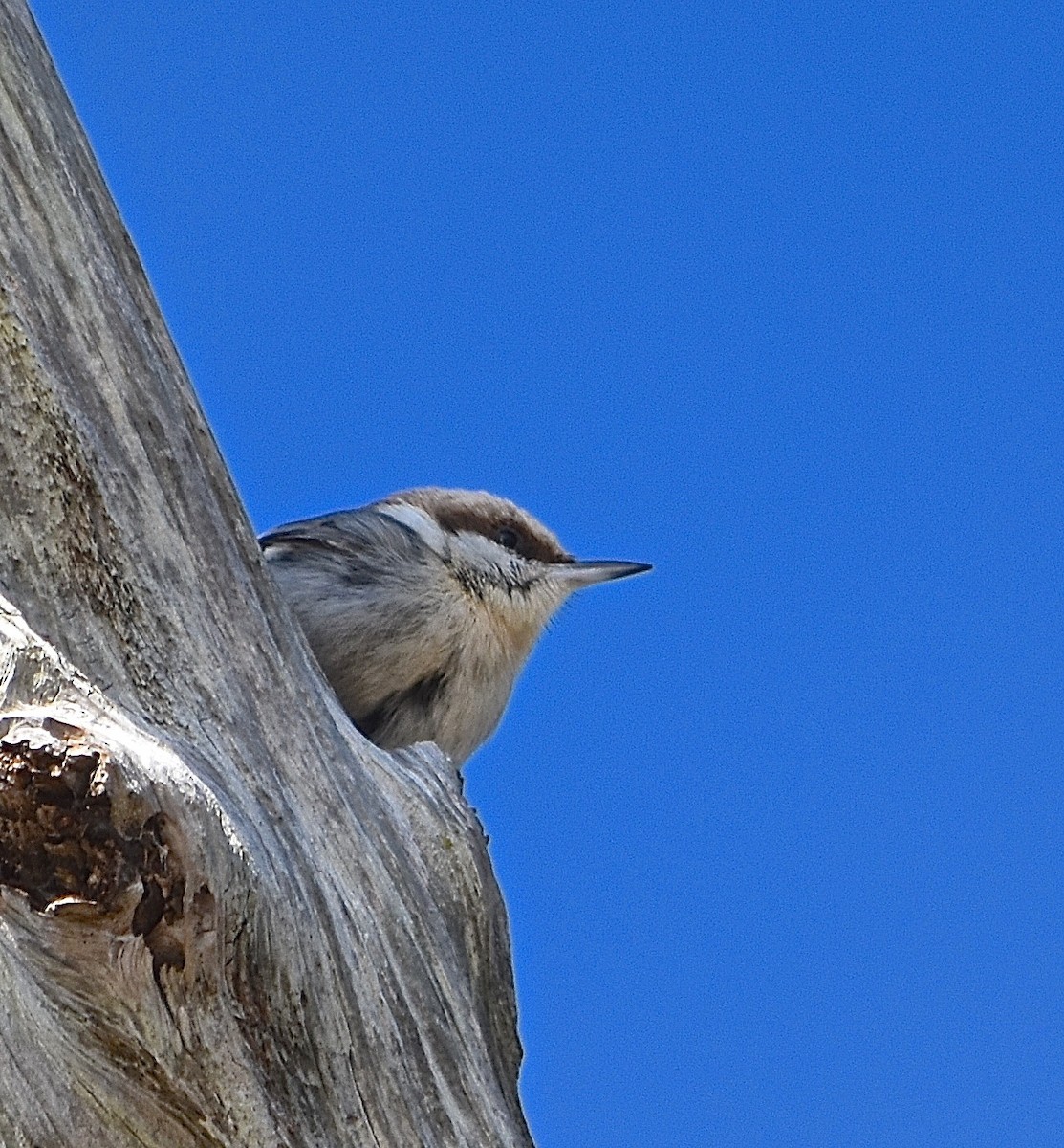 Brown-headed Nuthatch - ML85041821