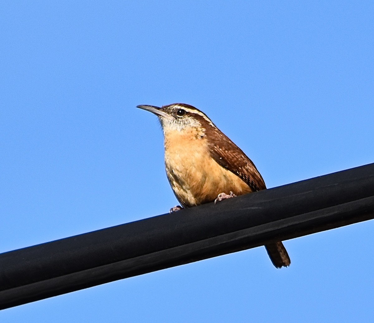 Carolina Wren - ML85041871