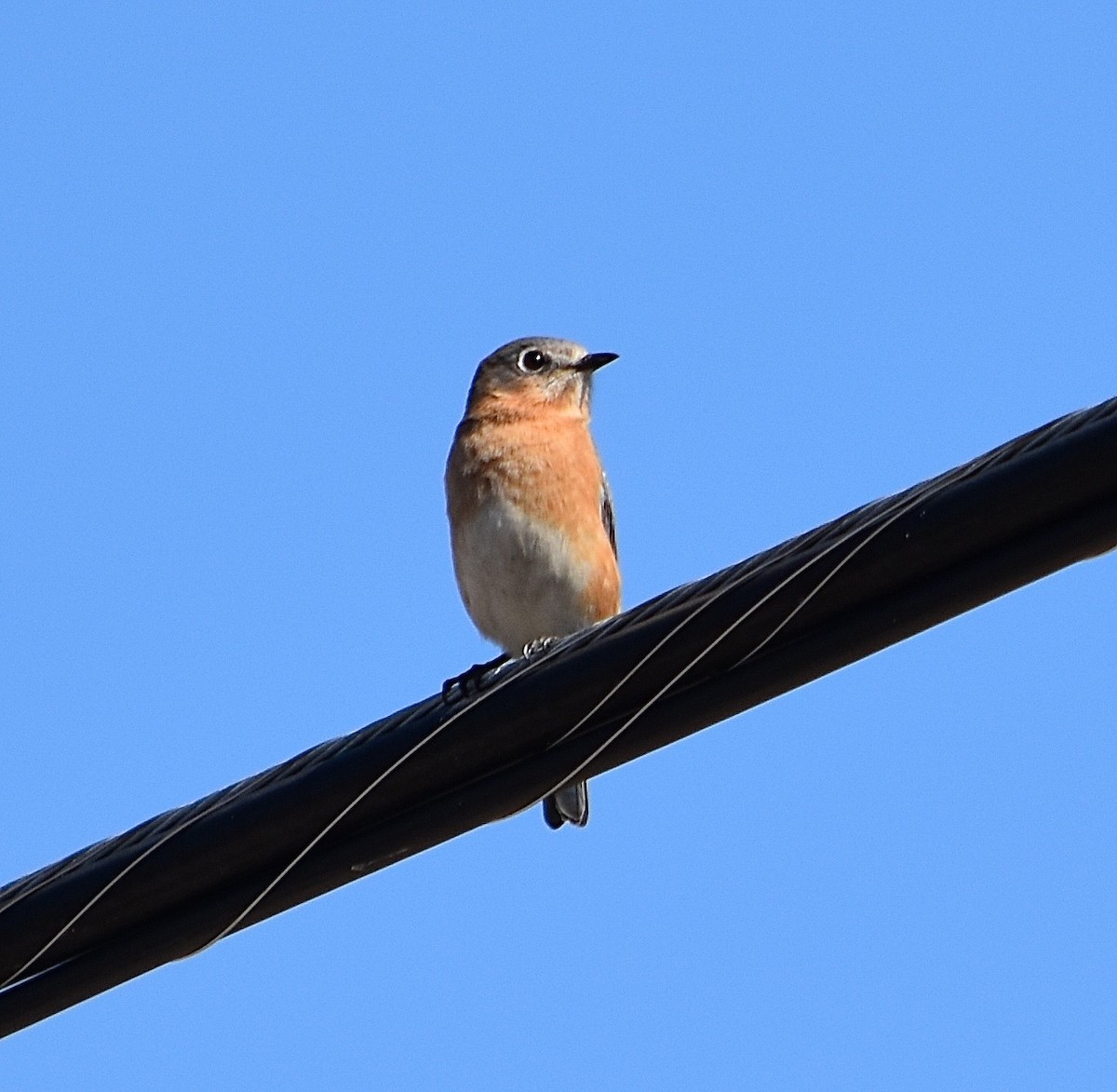 Eastern Bluebird - ML85041891