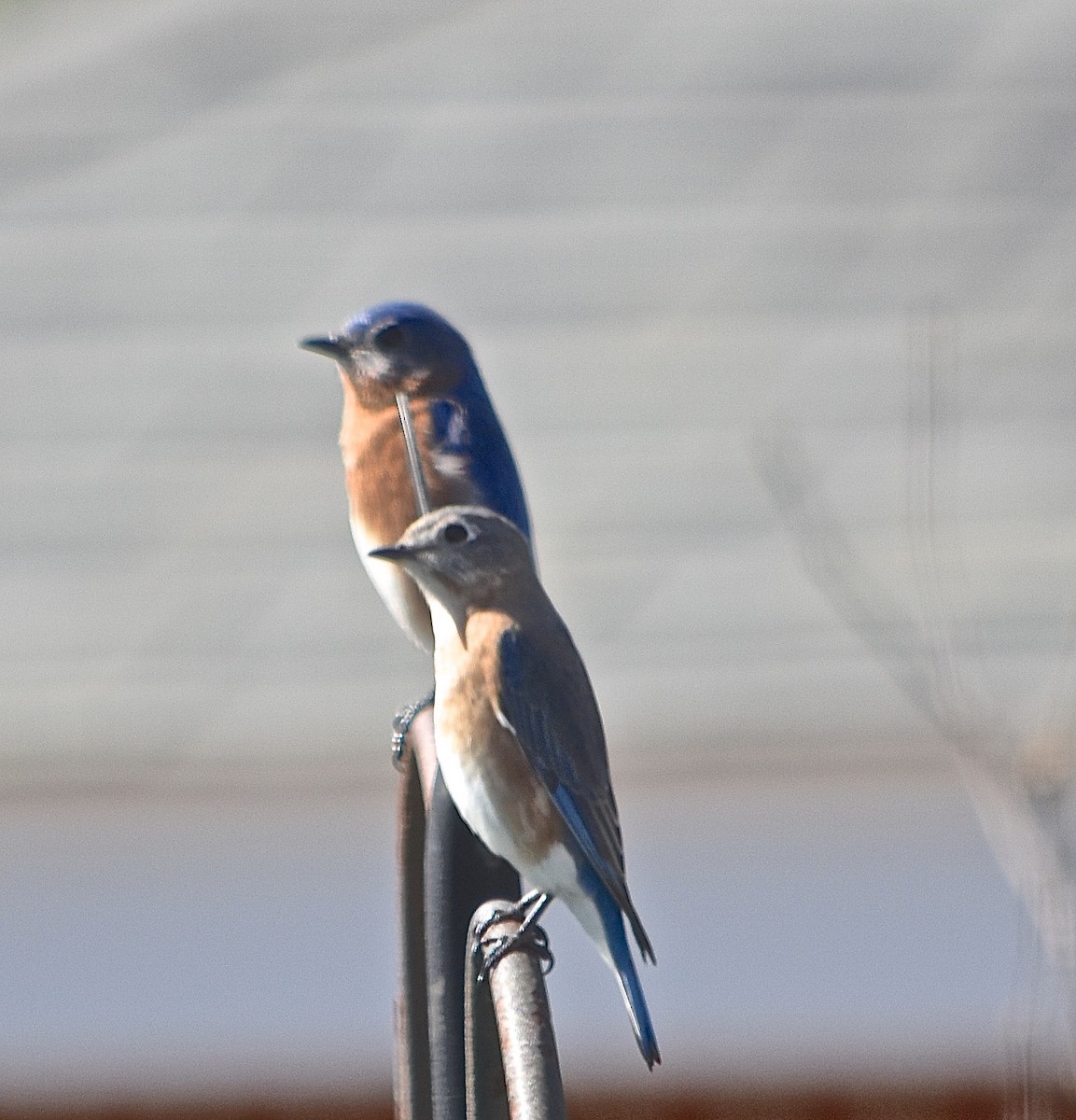 Eastern Bluebird - ML85041901