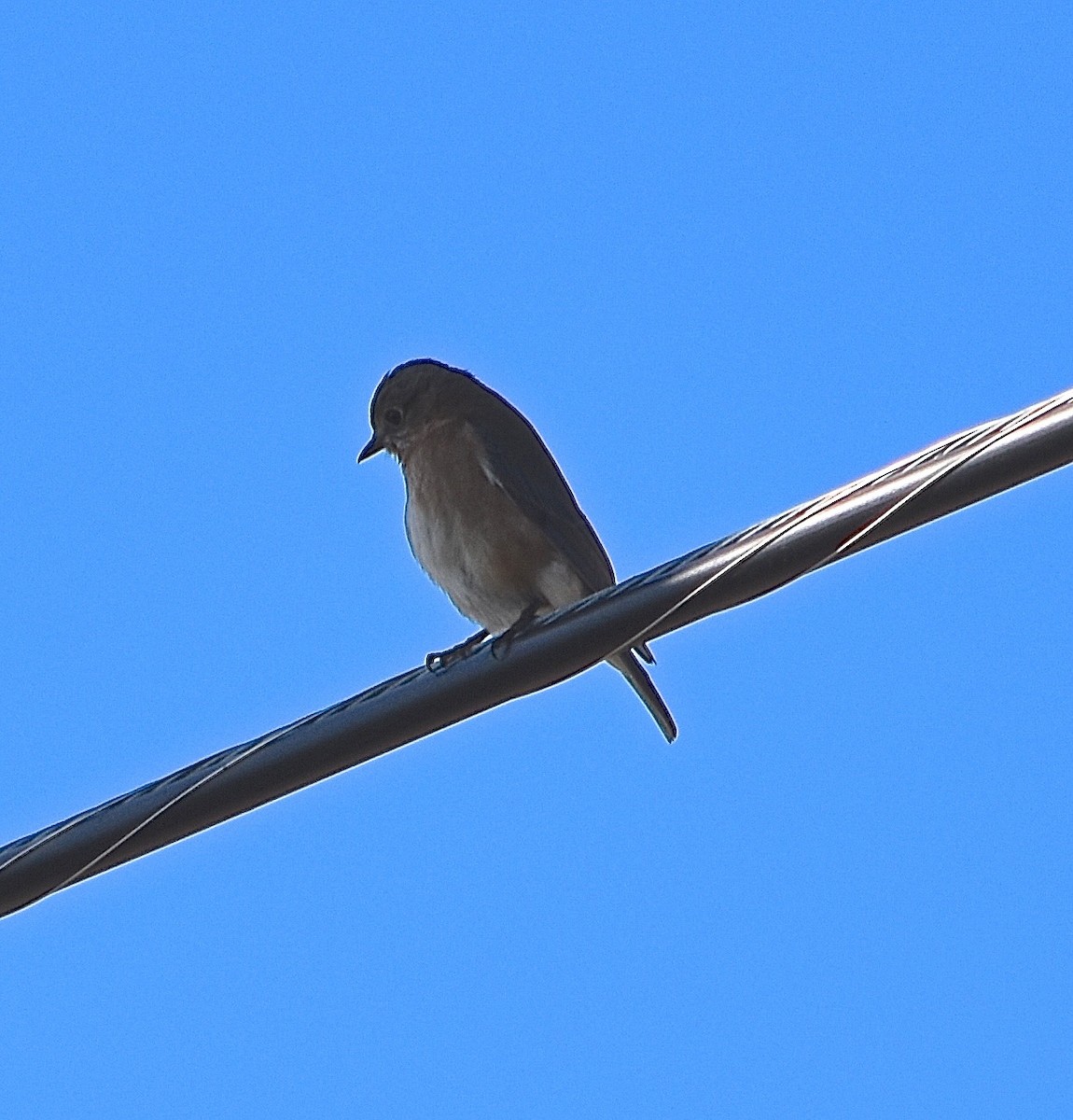 Eastern Bluebird - ML85041911