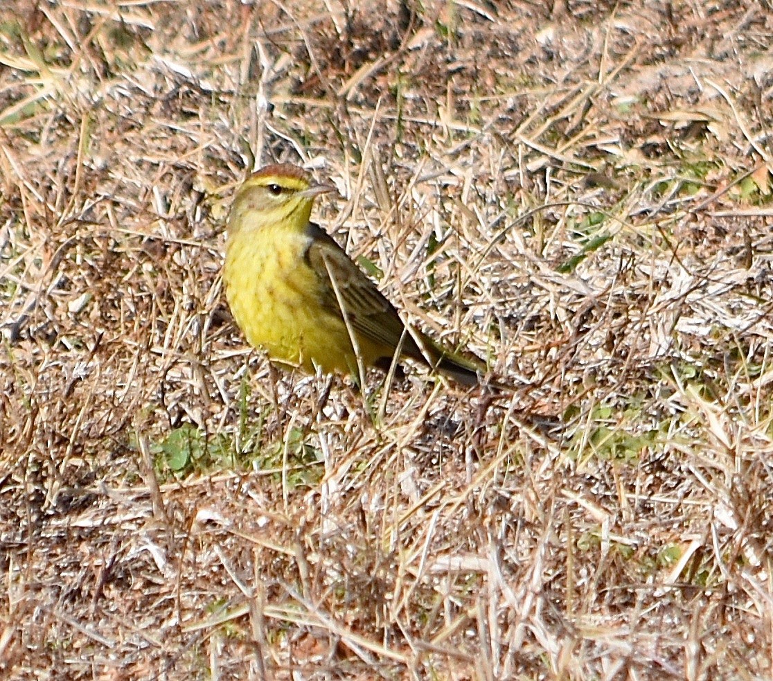 Paruline à couronne rousse - ML85041941