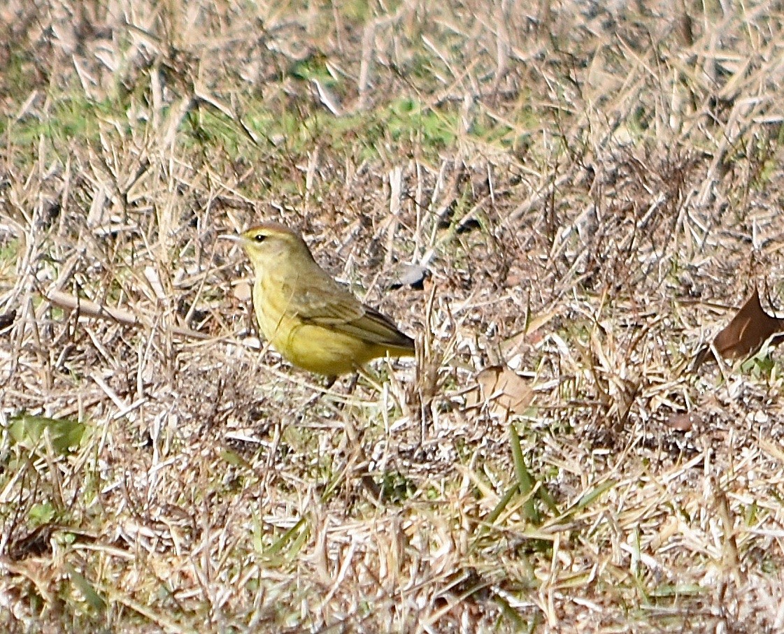 Palm Warbler - ML85041951