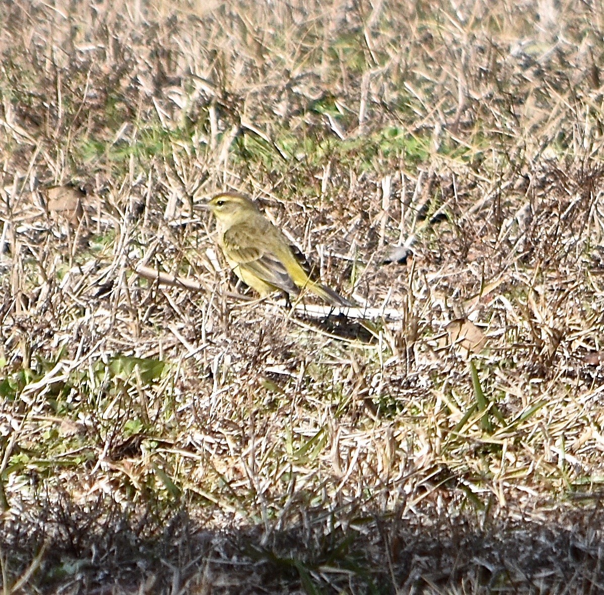 Palm Warbler - ML85041961