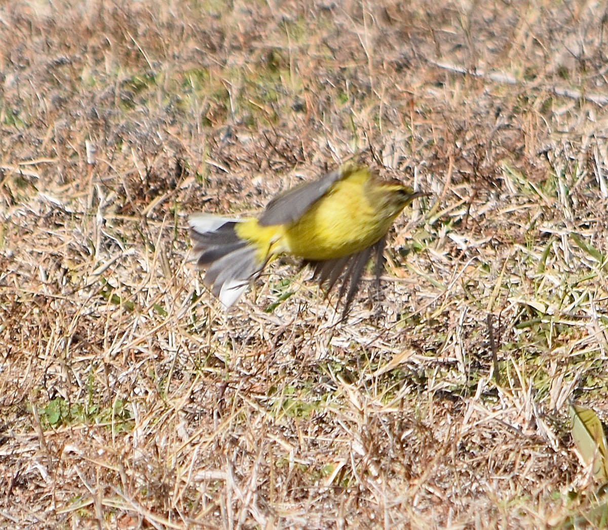 Palm Warbler - ML85041971