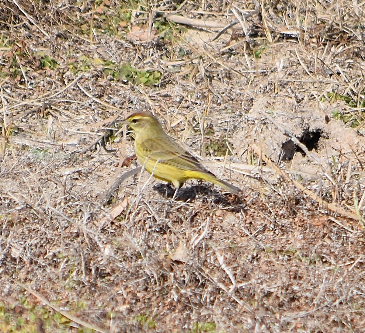 Palm Warbler - ML85041981