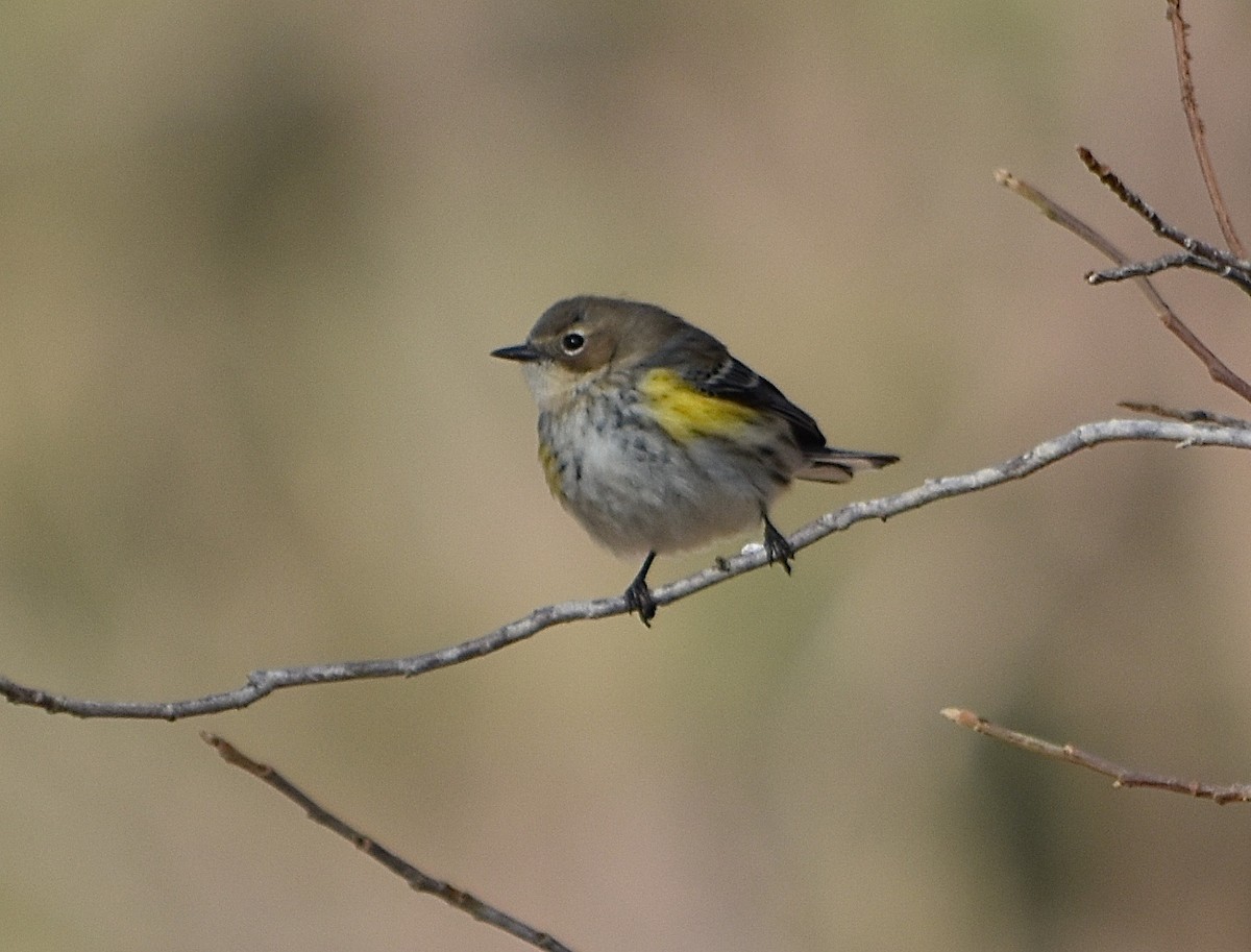 Yellow-rumped Warbler - ML85042031