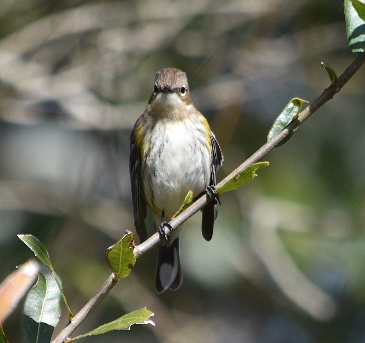 Yellow-rumped Warbler - ML85042041