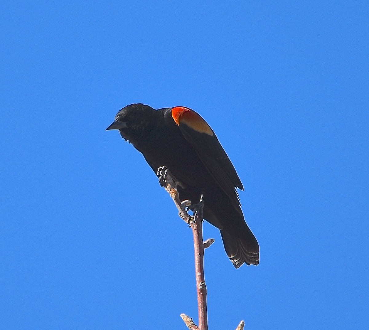 Red-winged Blackbird - ML85042121