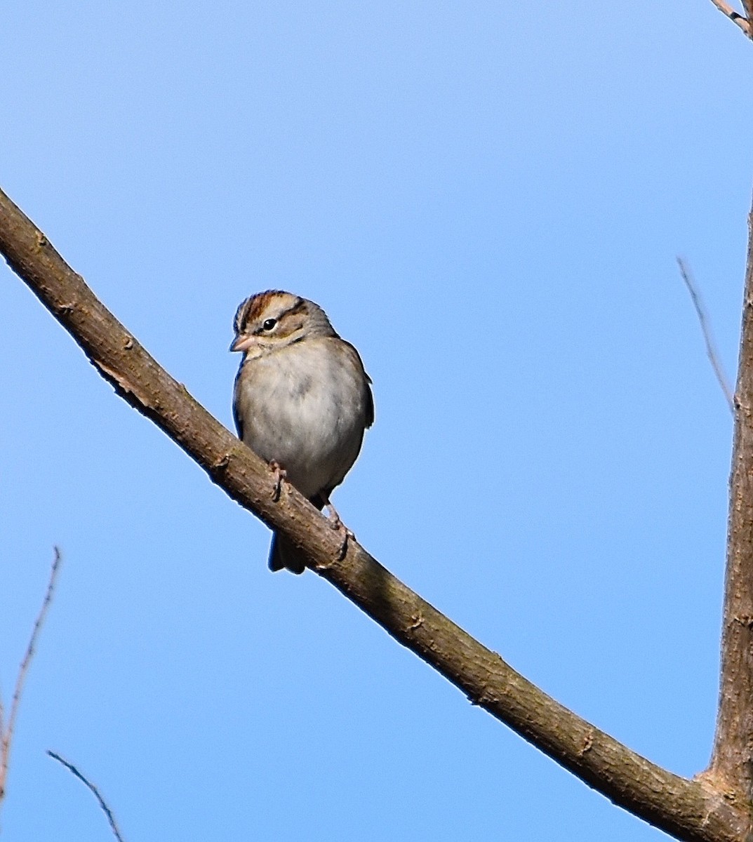 Chipping Sparrow - ML85042191
