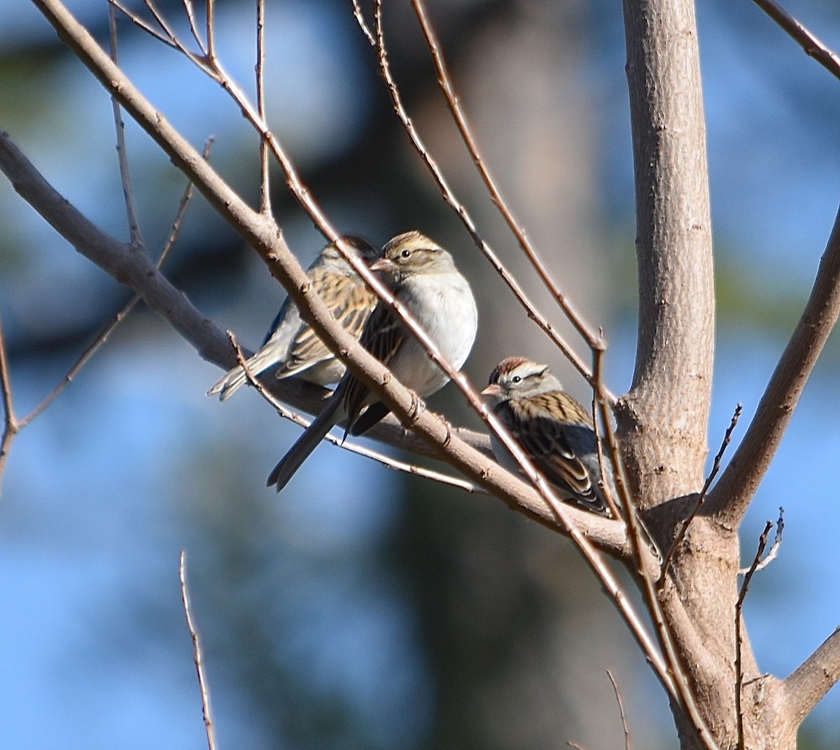 Chipping Sparrow - ML85042201