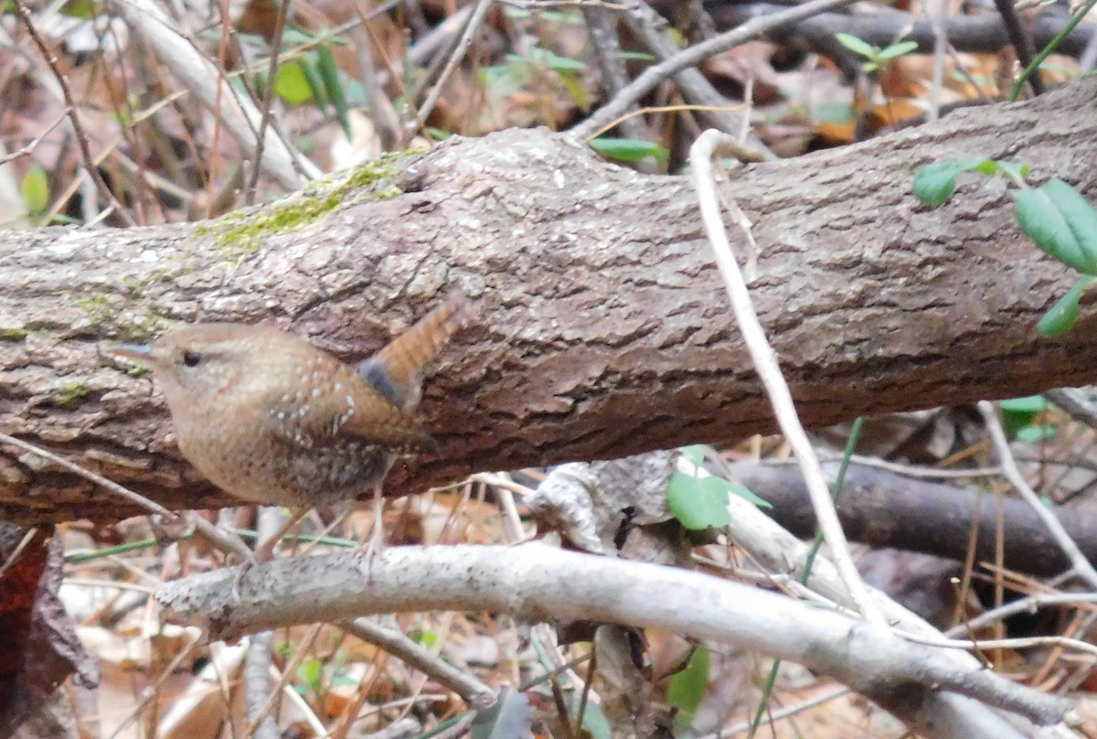 Winter Wren - ML85042211