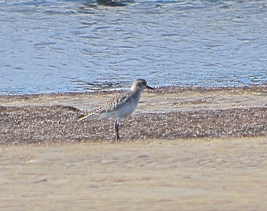 Txirri grisa - ML85042241