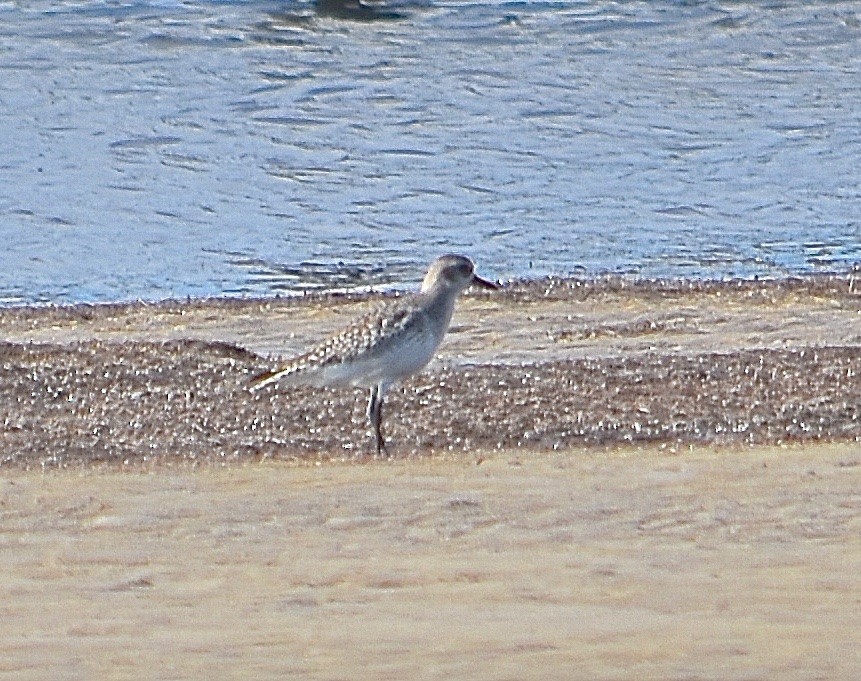 Black-bellied Plover - ML85042241