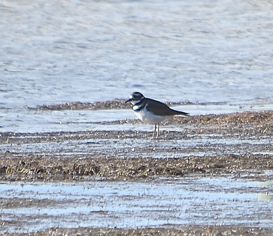 Killdeer - ML85042391