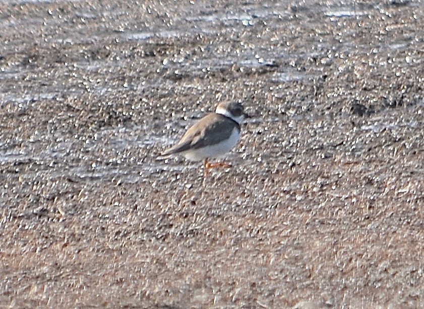 Semipalmated Plover - ML85042591