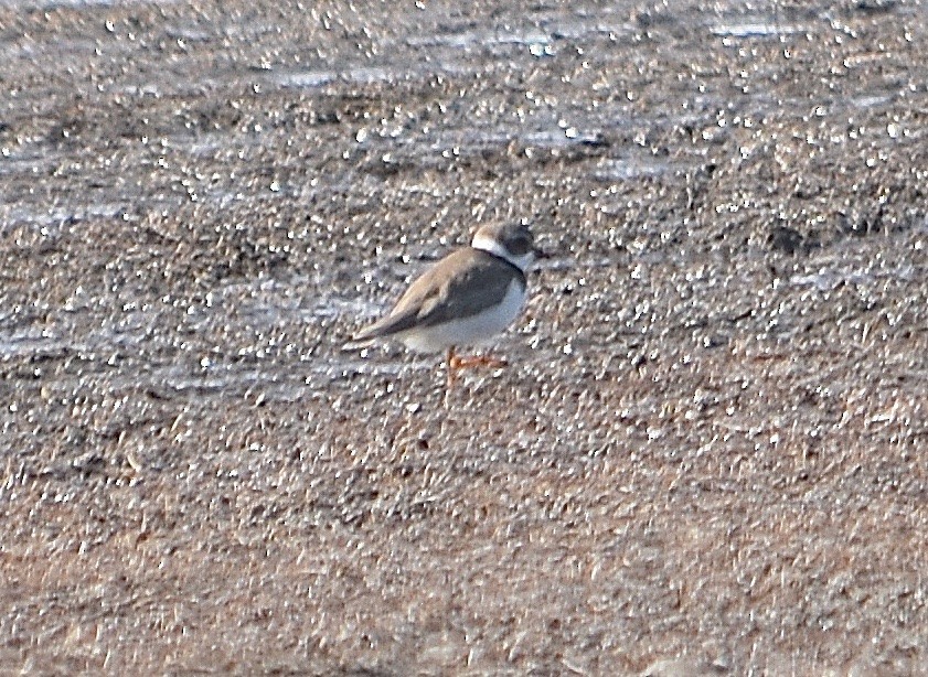 Txirritxo erdipalmatua - ML85042591