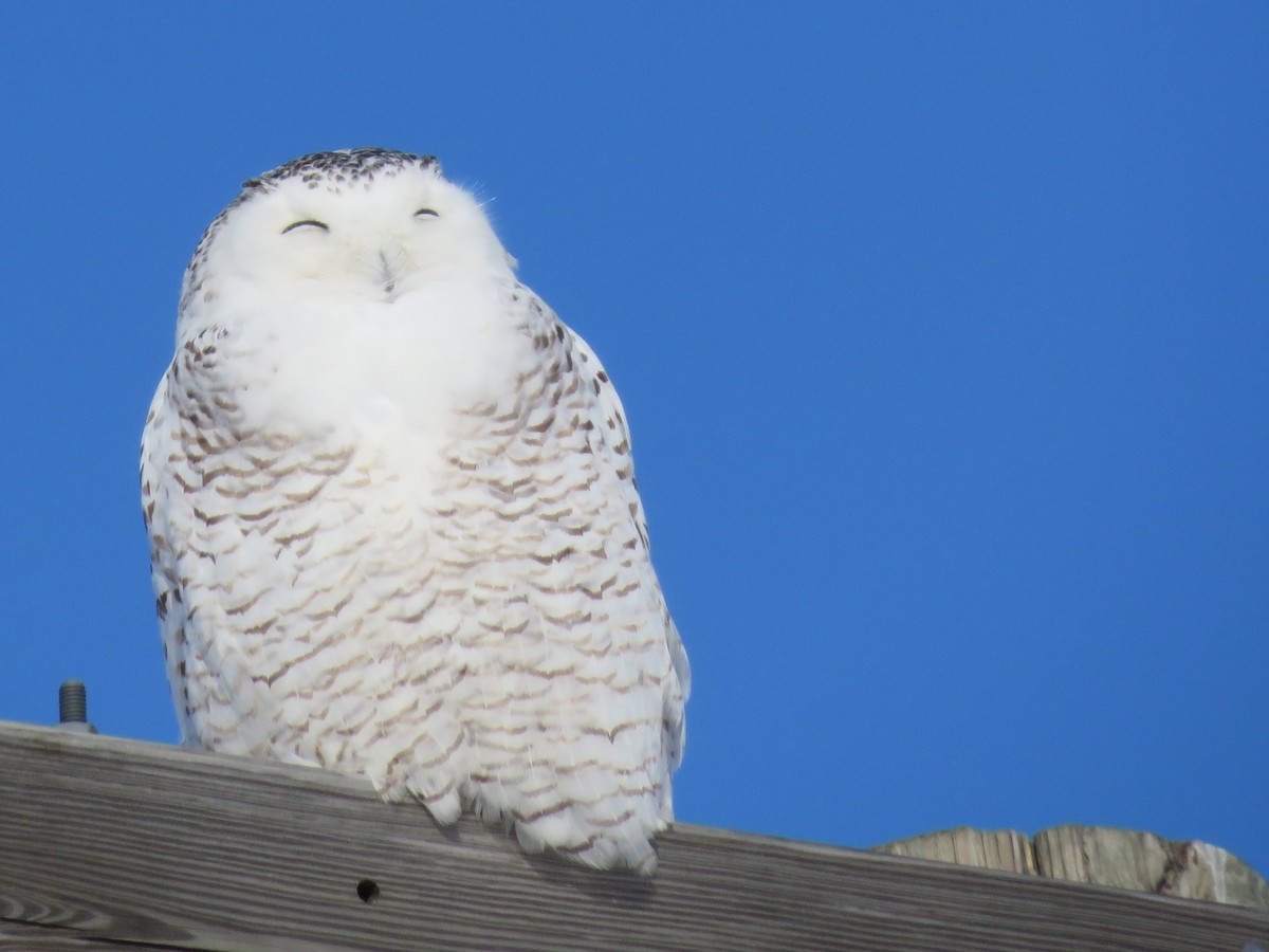 Snowy Owl - ML85044311