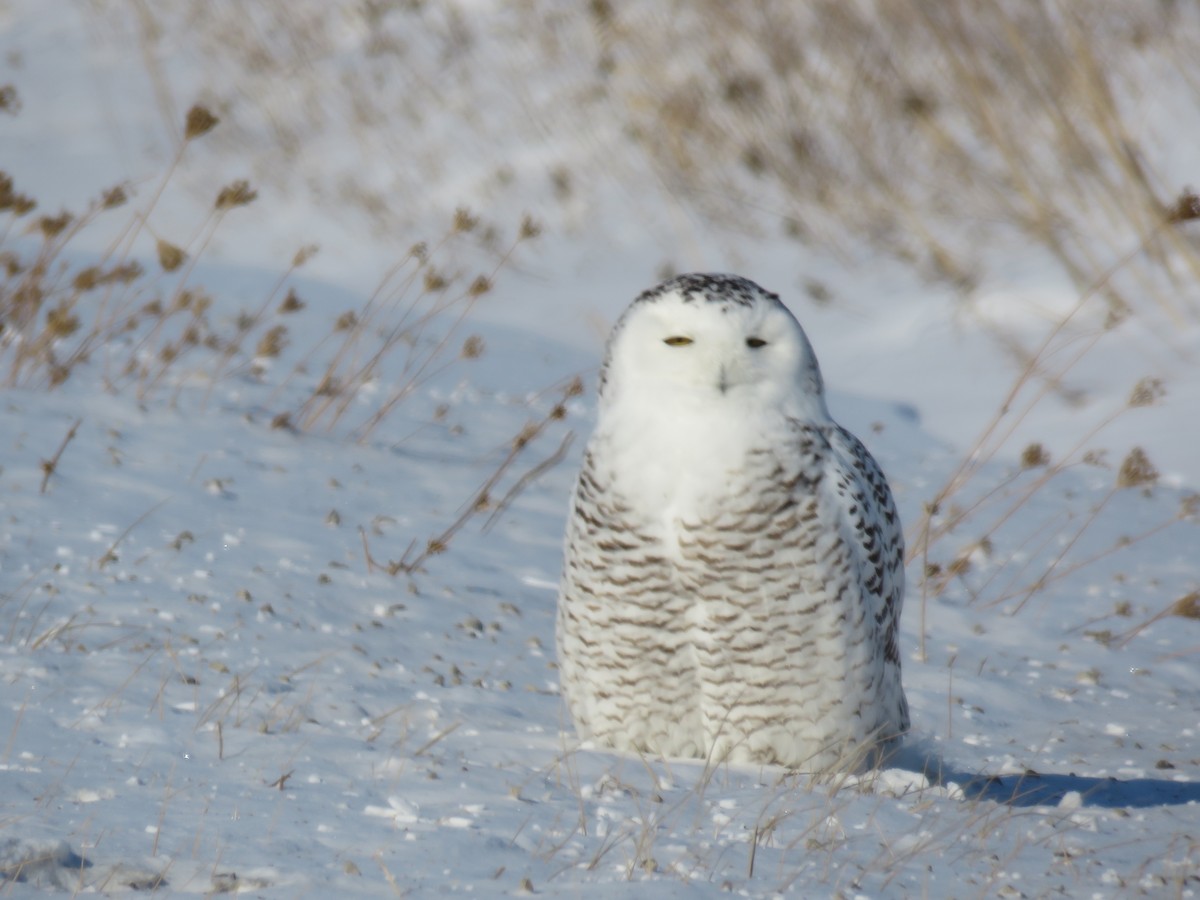 Snowy Owl - ML85044731