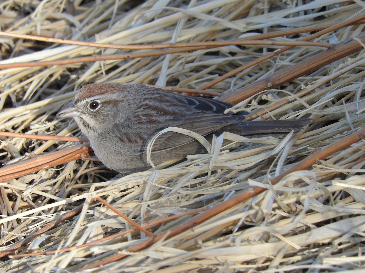 Rufous-crowned Sparrow - ML85045521