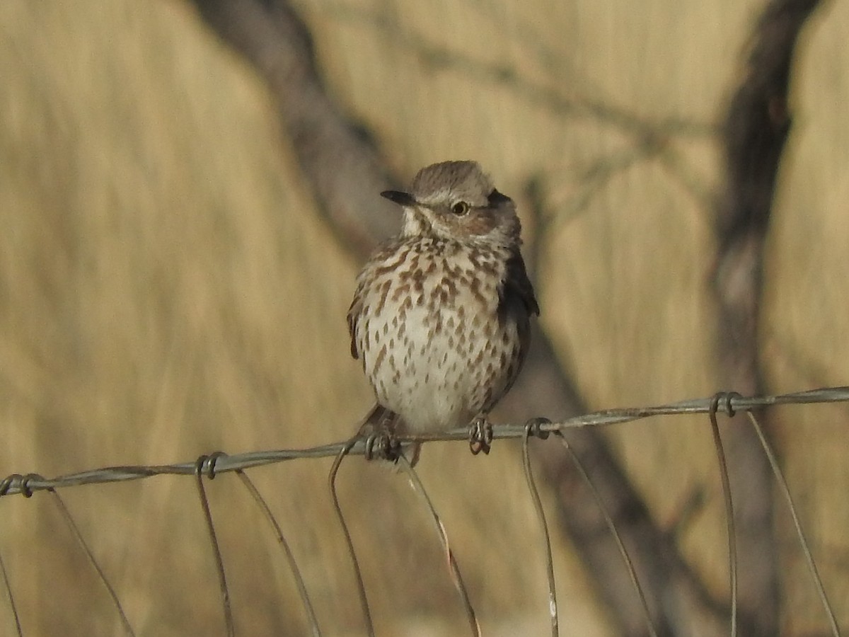 Sage Thrasher - ML85046011