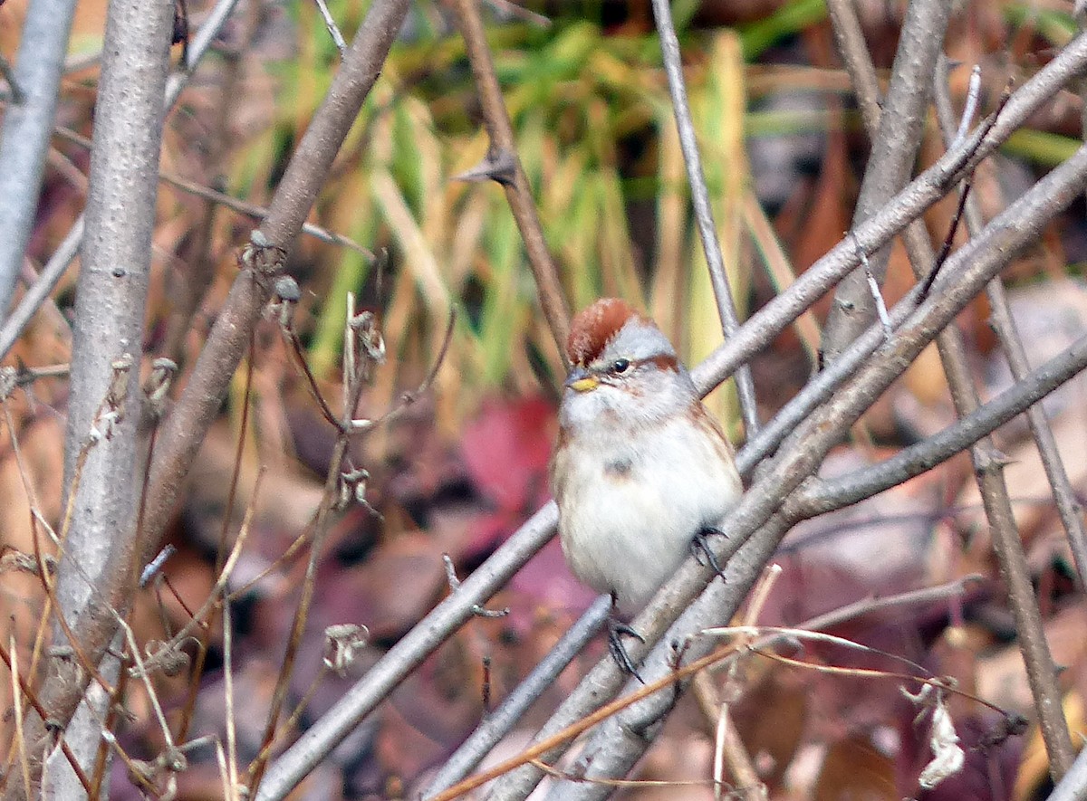 American Tree Sparrow - ML85046321