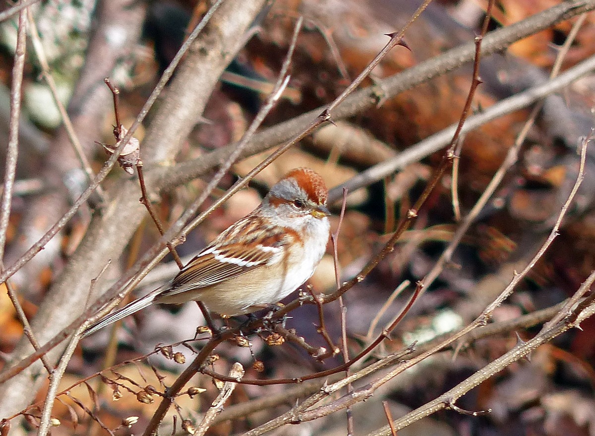 American Tree Sparrow - ML85046351