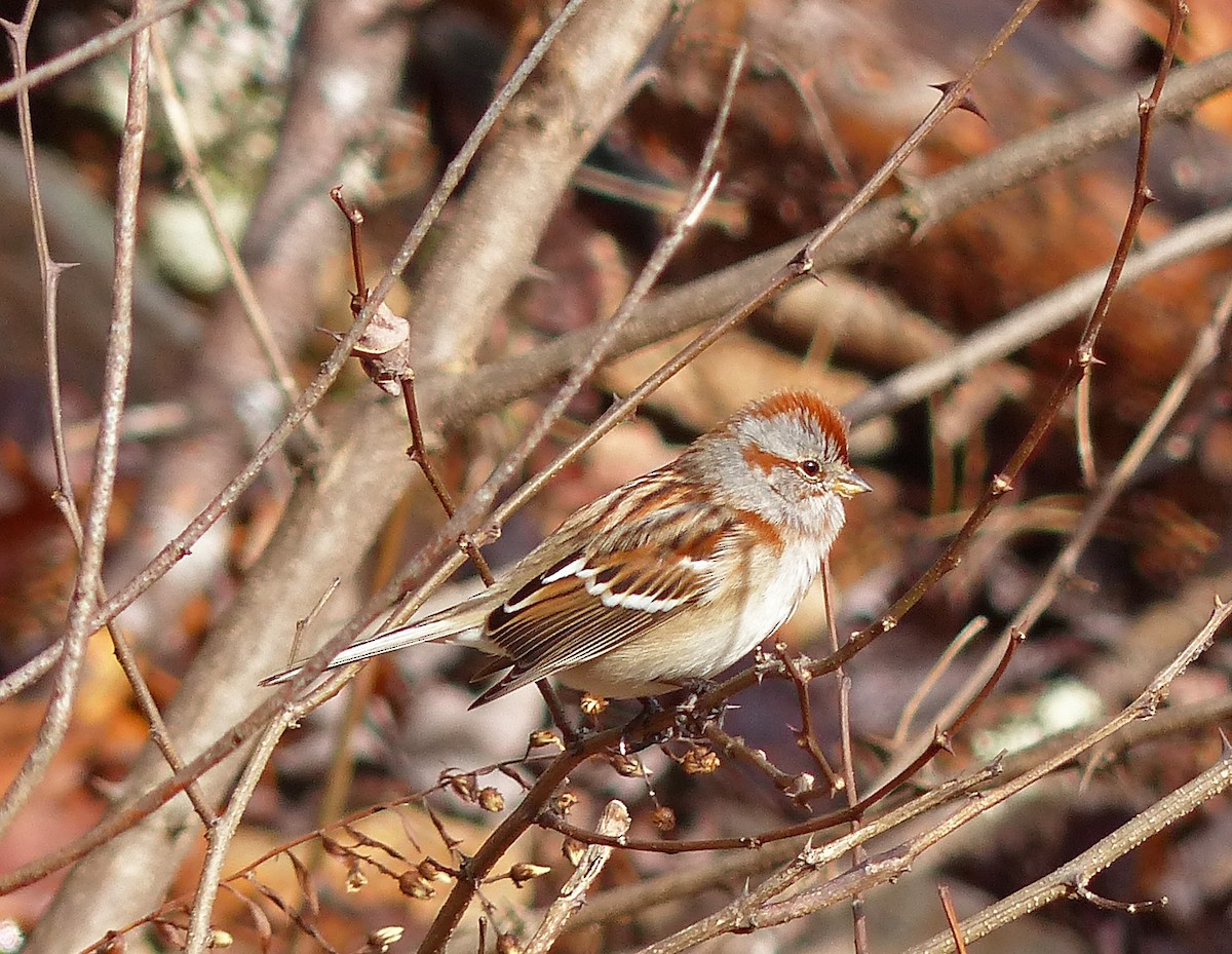 American Tree Sparrow - Vic Laubach