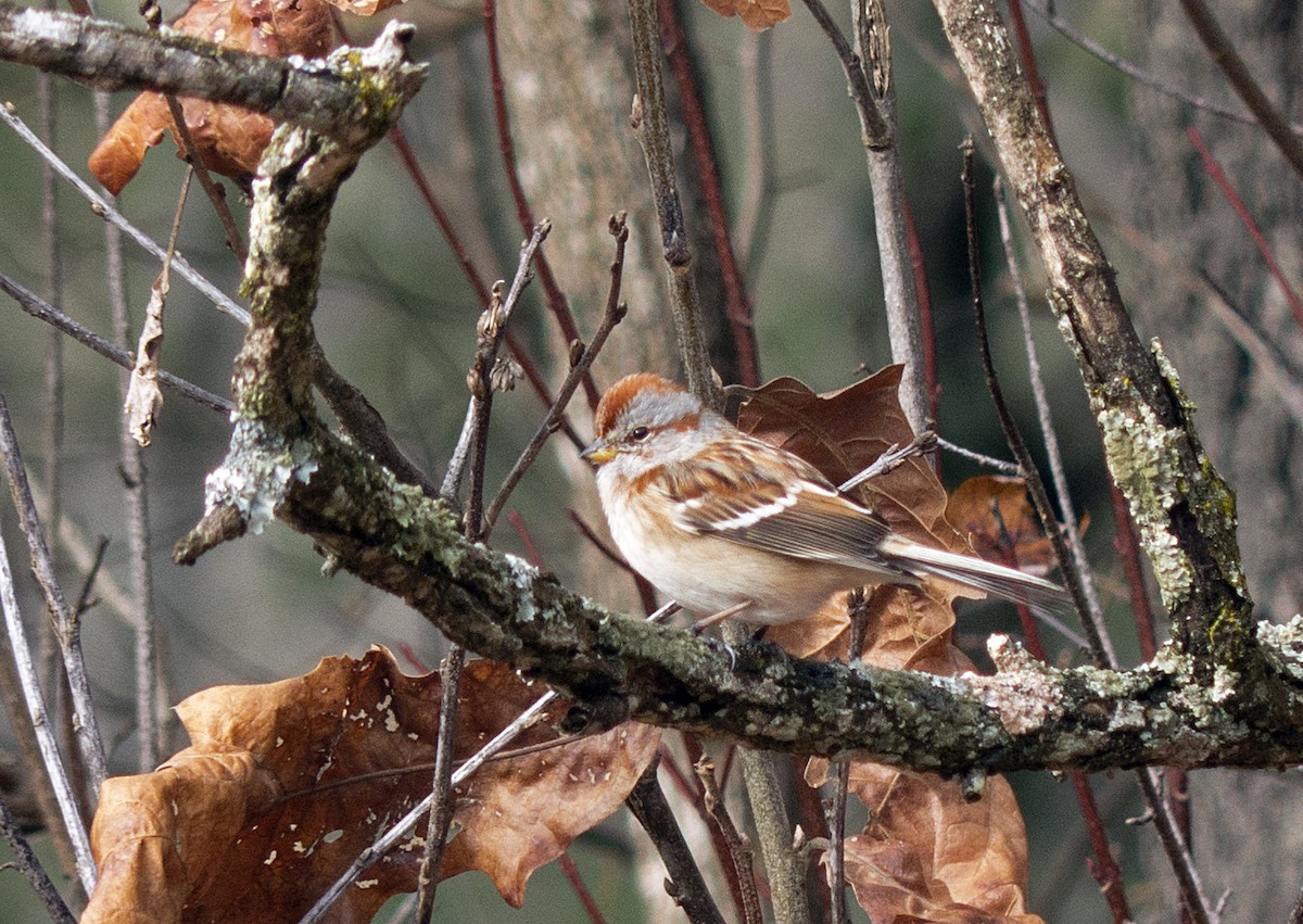 American Tree Sparrow - Vic Laubach